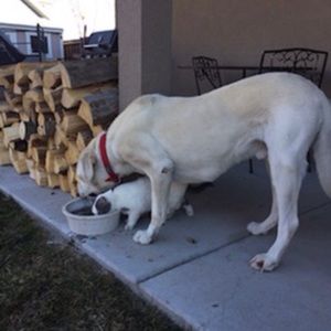 Meet your Posher, Reagan